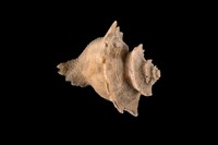 藏品(芬氏花仙螺)的圖片